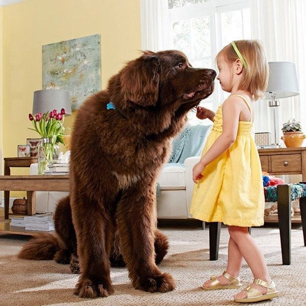 Hunter Douglas Dealer Image